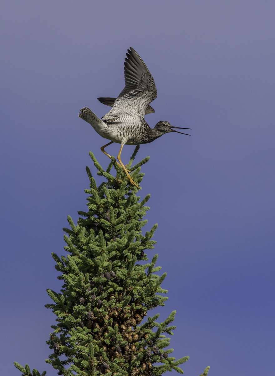 Greater Yellowlegs - ML351599911