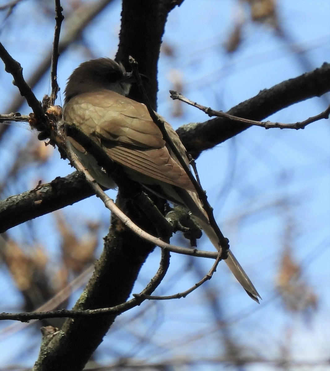 Black-billed Cuckoo - ML351601081