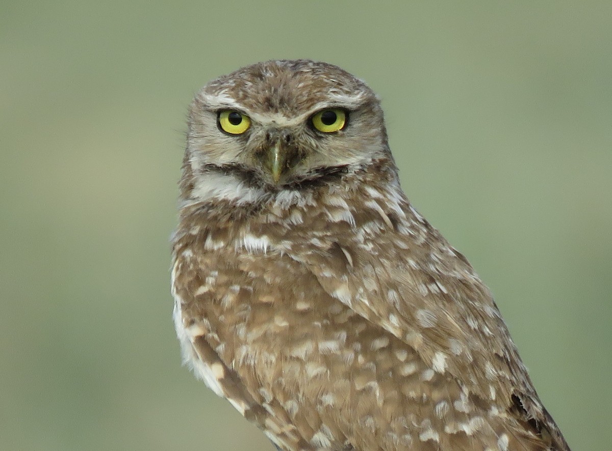 Burrowing Owl - ML351601791