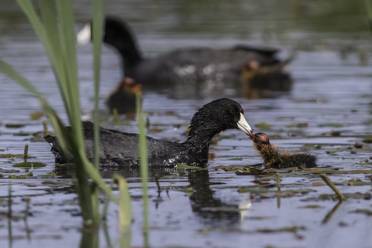 American Coot - ML351602051