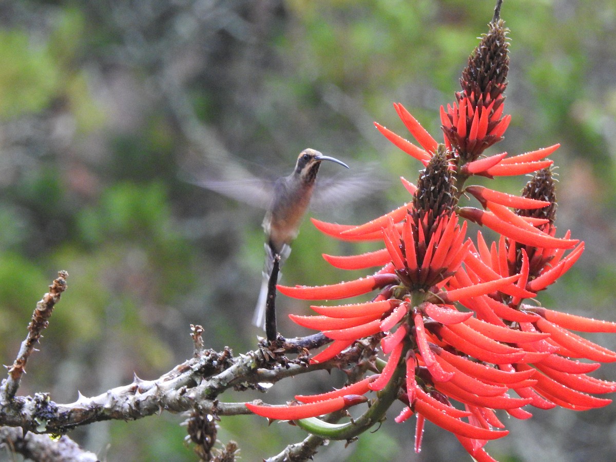 Scale-throated Hermit - ML351602751