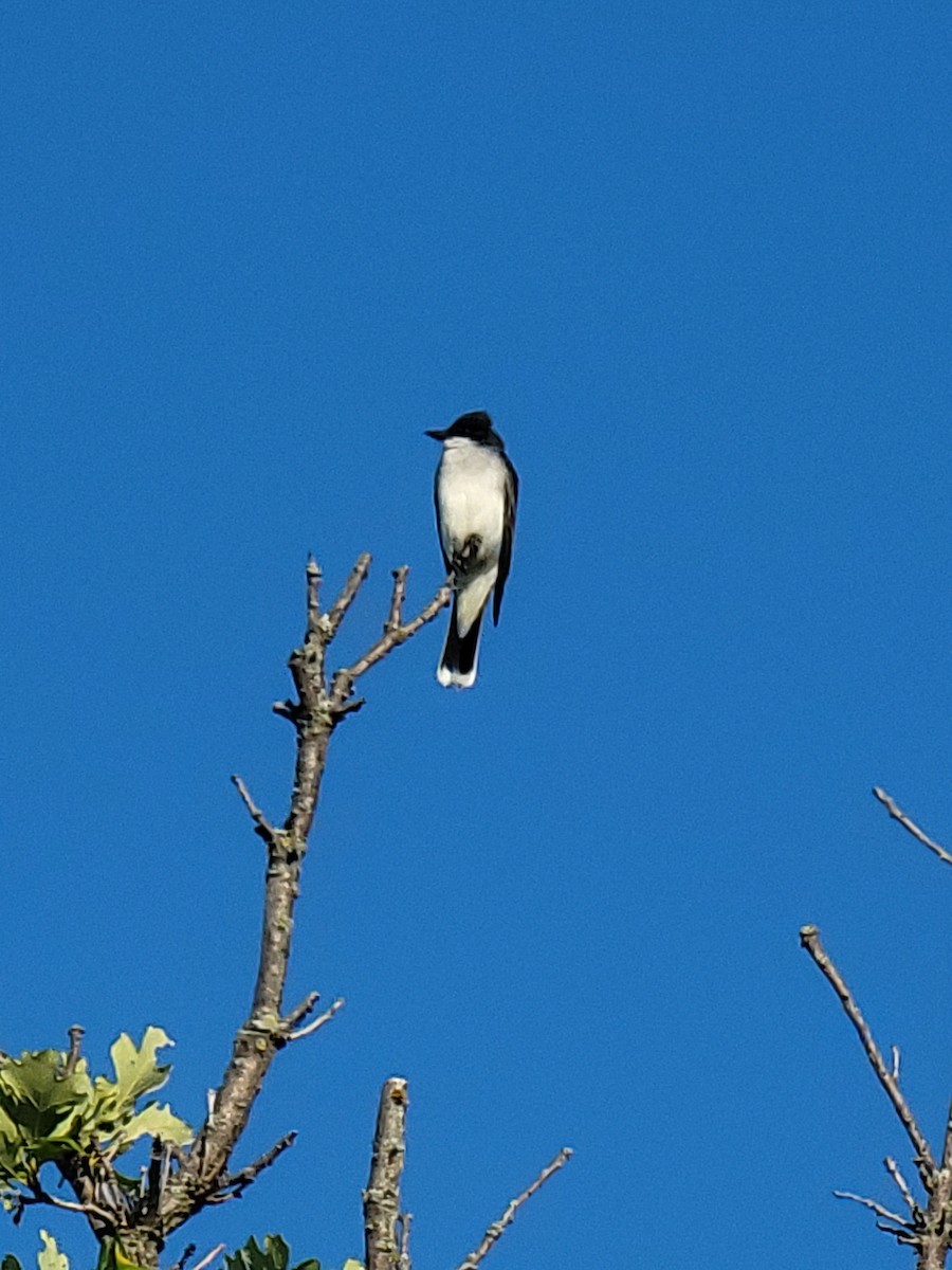 Eastern Kingbird - ML351604341