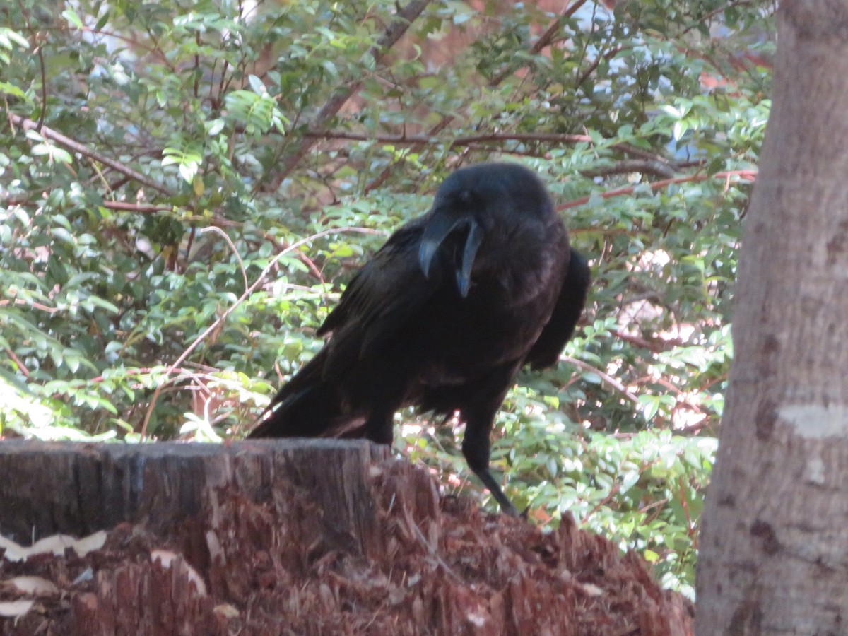 Common Raven - ML351605971