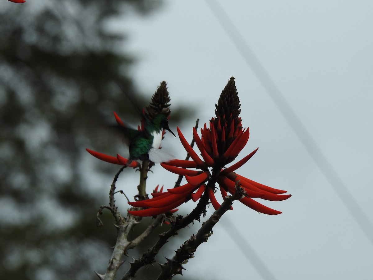 Black-eared Fairy - Melissa Alves