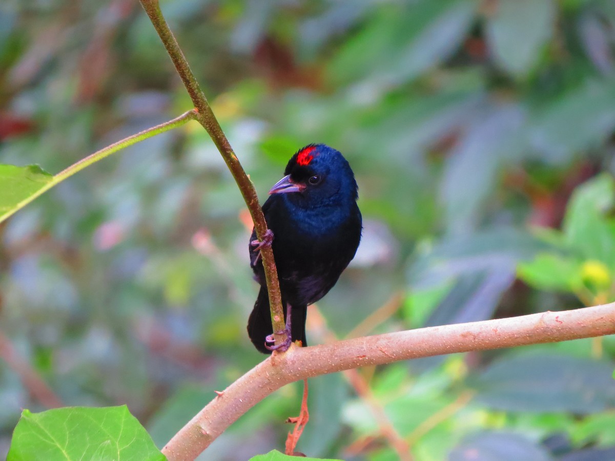 Ruby-crowned Tanager - ML351607281
