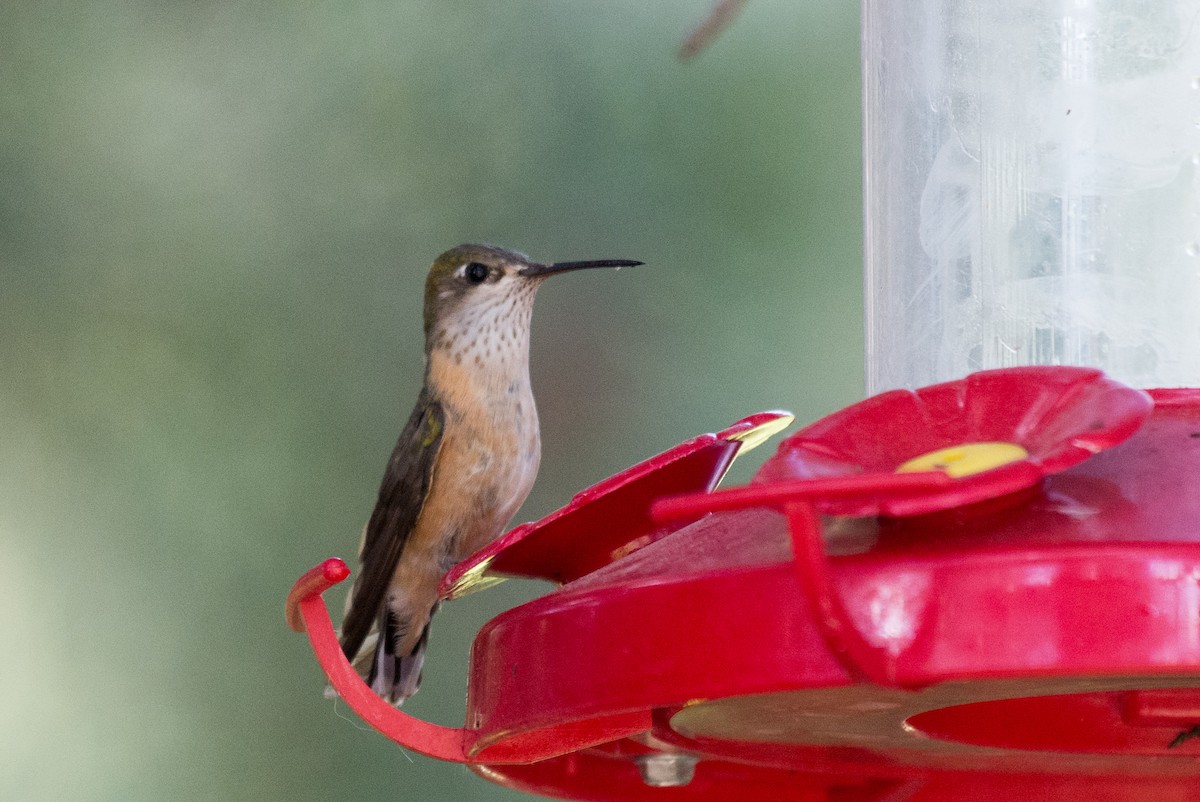 Colibrí Calíope - ML351608931