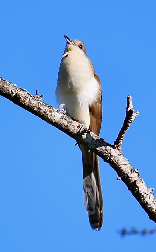 Black-billed Cuckoo - duane utech