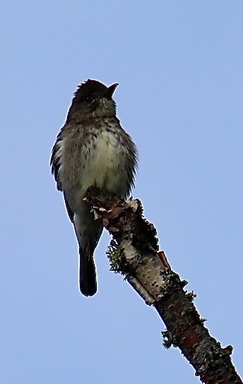 Olive-sided Flycatcher - ML351611871