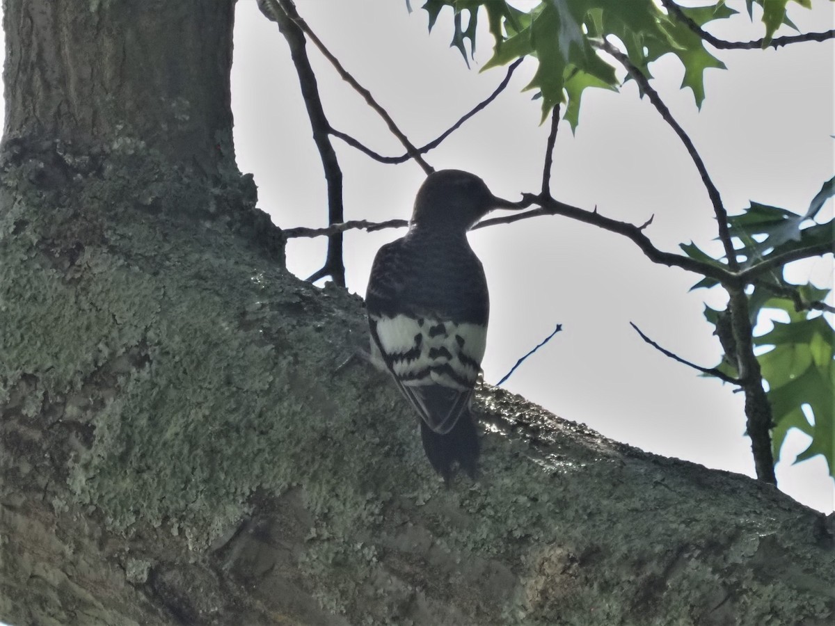 Red-headed Woodpecker - ML351612231