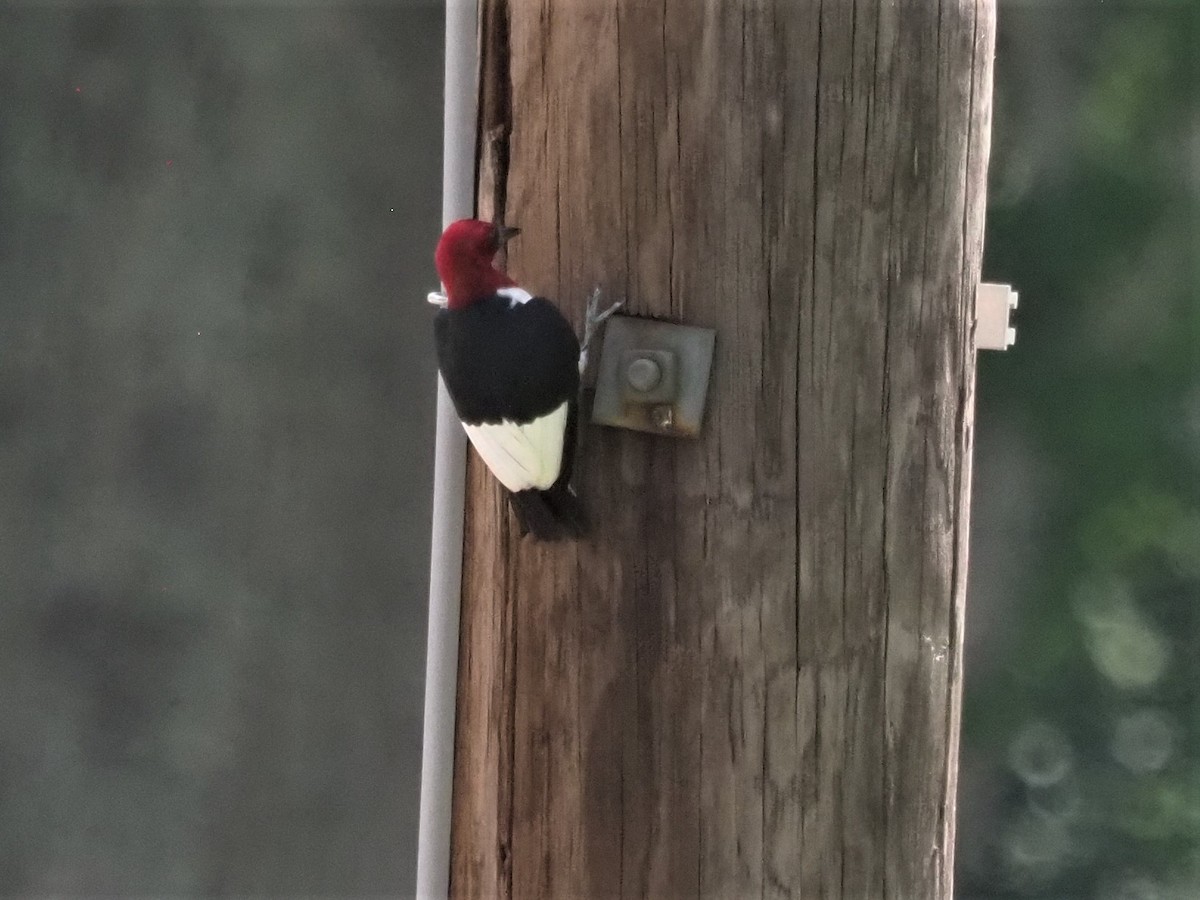 Red-headed Woodpecker - ML351612241