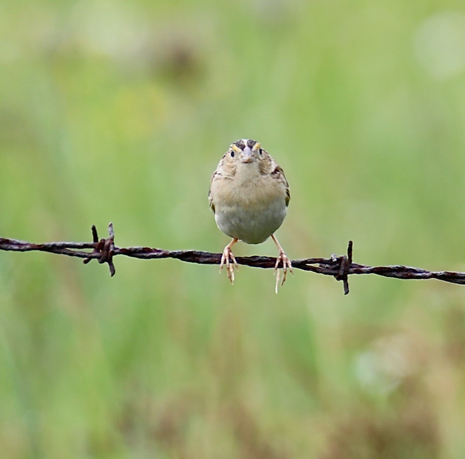 Grasshopper Sparrow - ML351613051