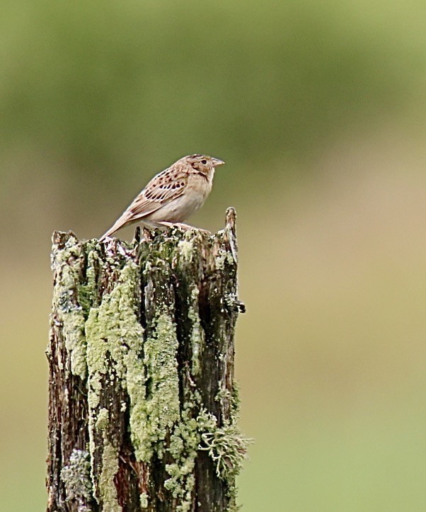 Grasshopper Sparrow - ML351613061