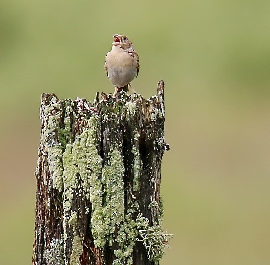 Grasshopper Sparrow - ML351613231