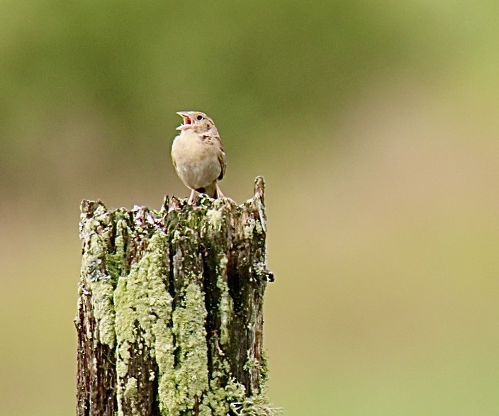 Grasshopper Sparrow - ML351613241