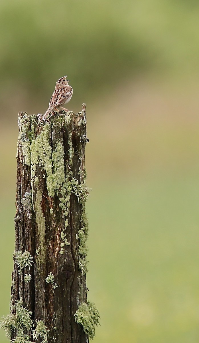 Grasshopper Sparrow - ML351613251