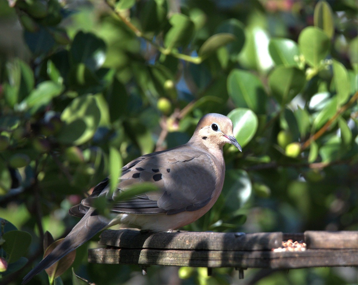 Mourning Dove - Thomas Perchalski