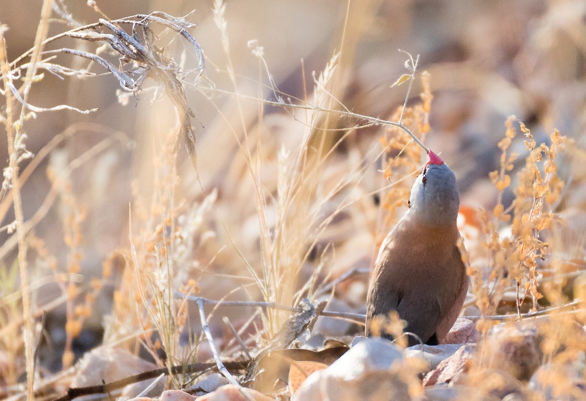 Long-tailed Finch - Chris Barnes