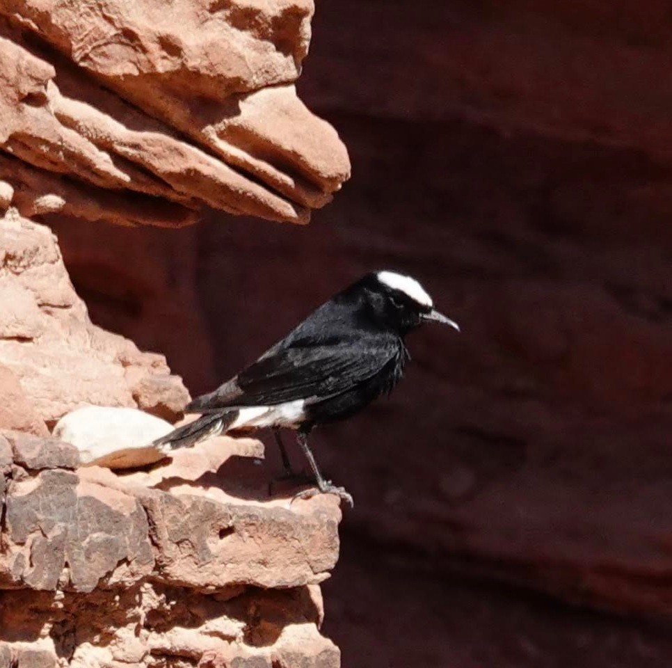 White-crowned Wheatear - ML351614691