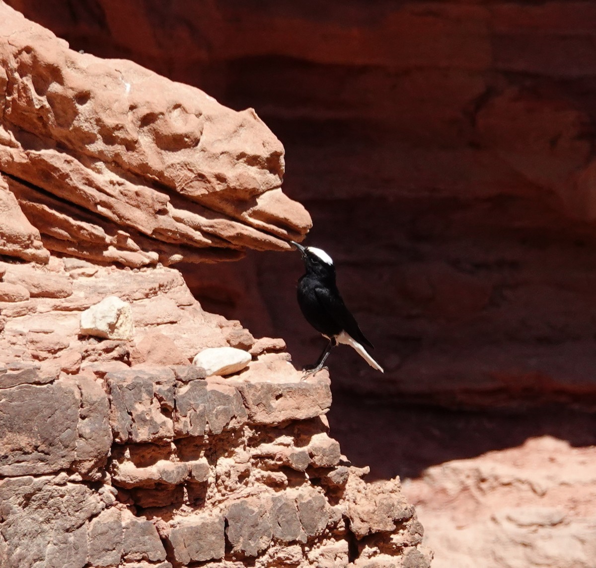 White-crowned Wheatear - ML351614701