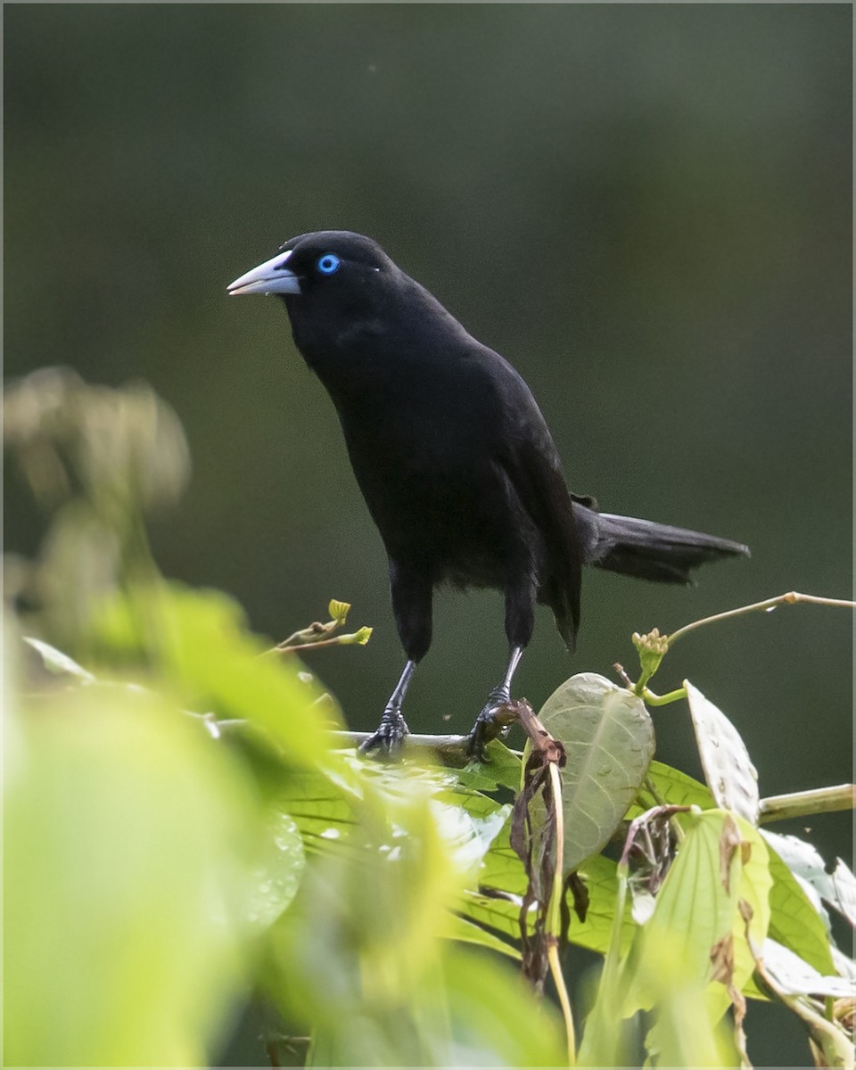 Ecuadorian Cacique - ML351618041