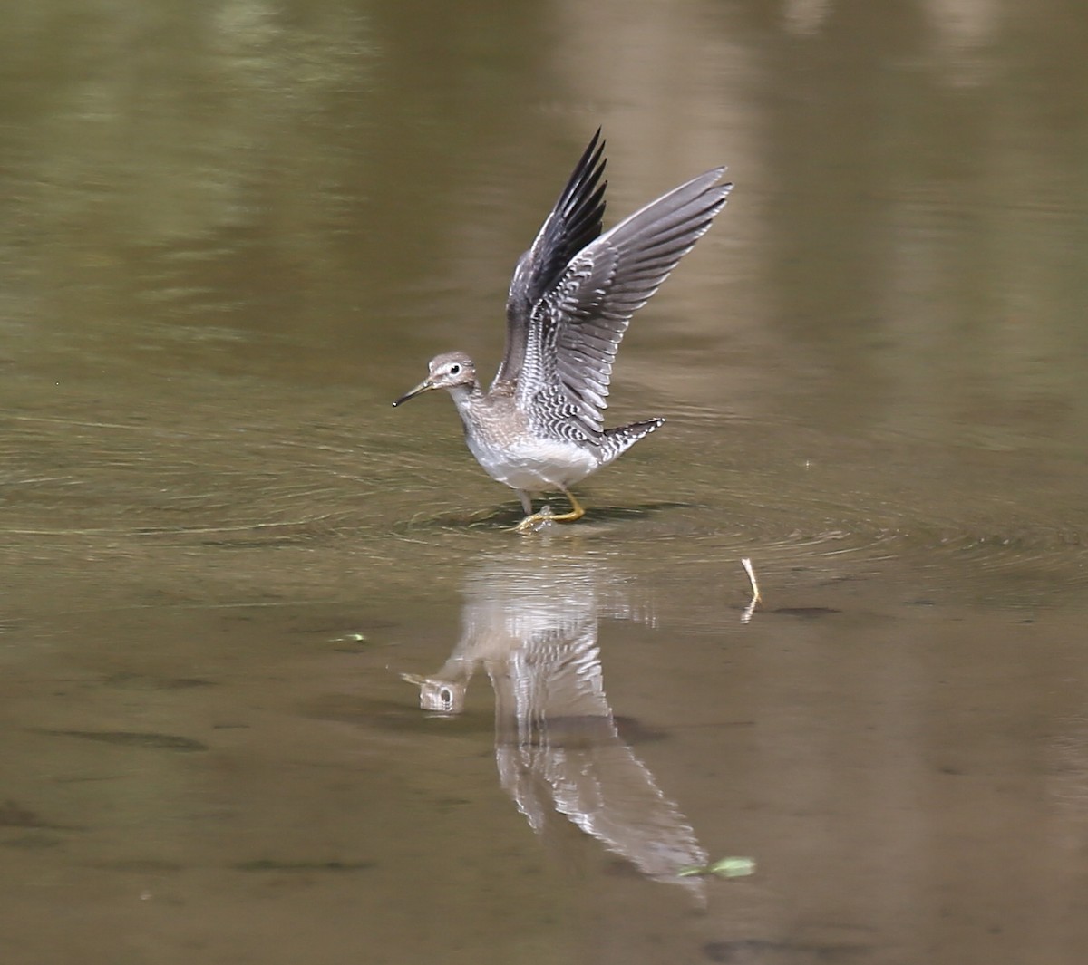 Solitary Sandpiper - ML35161811