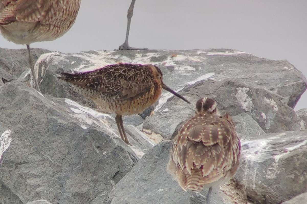 Short-billed Dowitcher - ML351618241