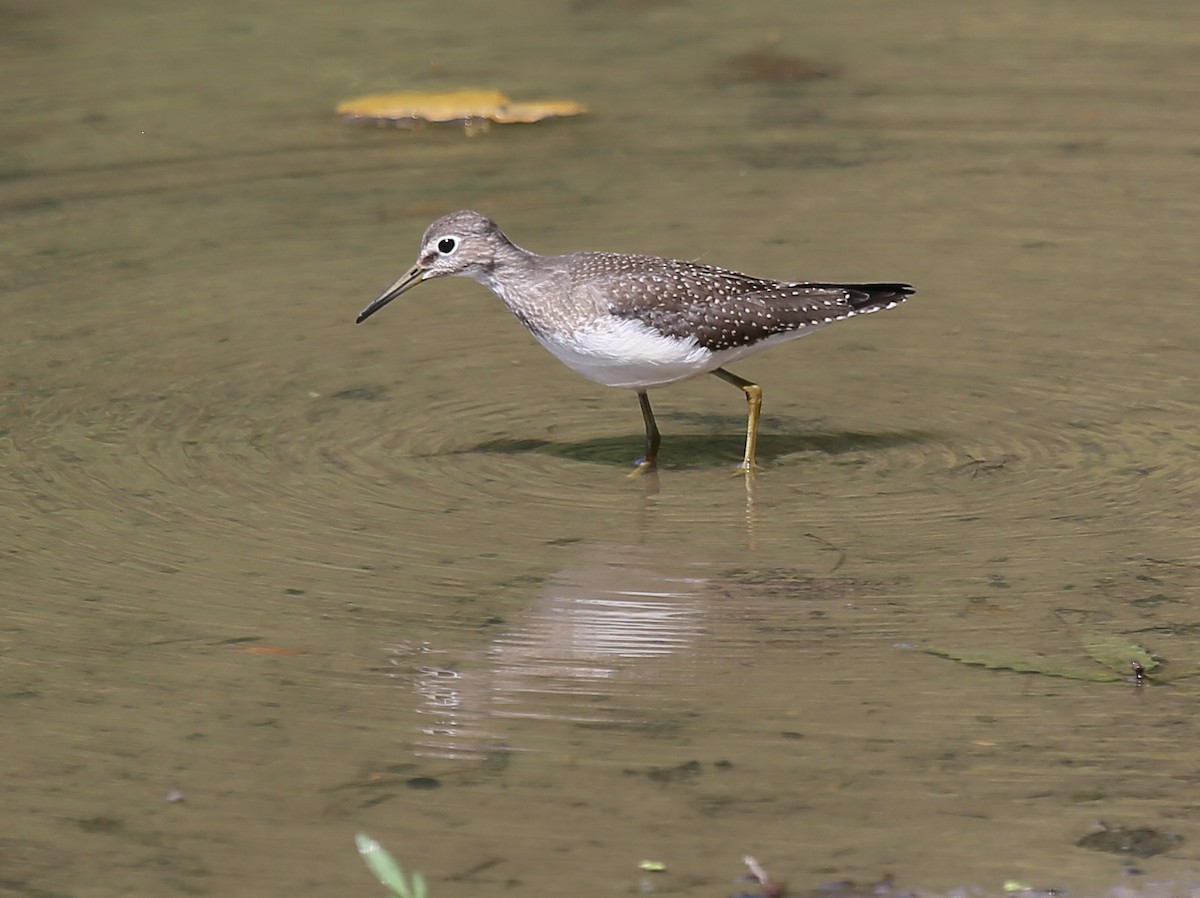 Solitary Sandpiper - ML35161841