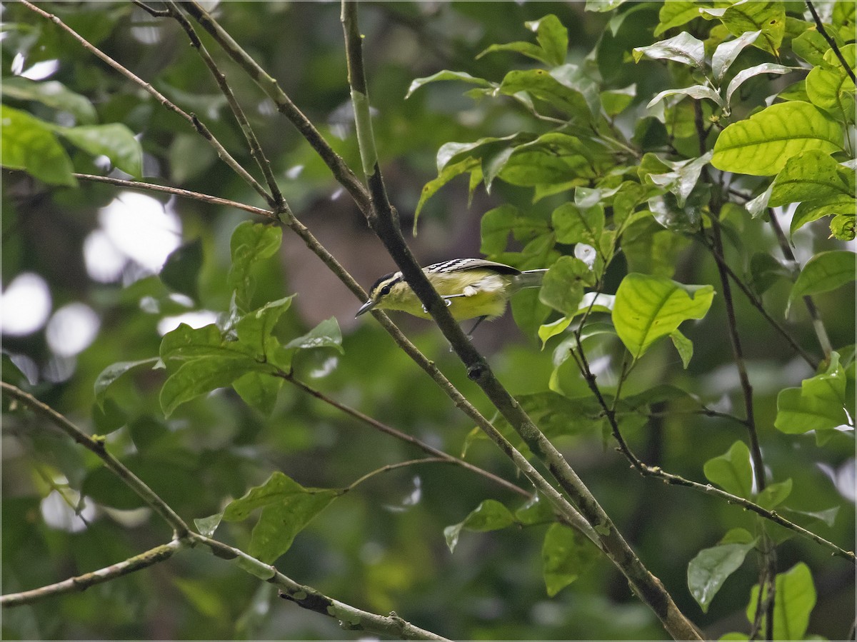 Ancient Antwren - Dušan Brinkhuizen