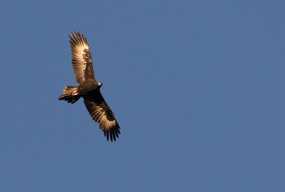 Wedge-tailed Eagle - Chris Barnes