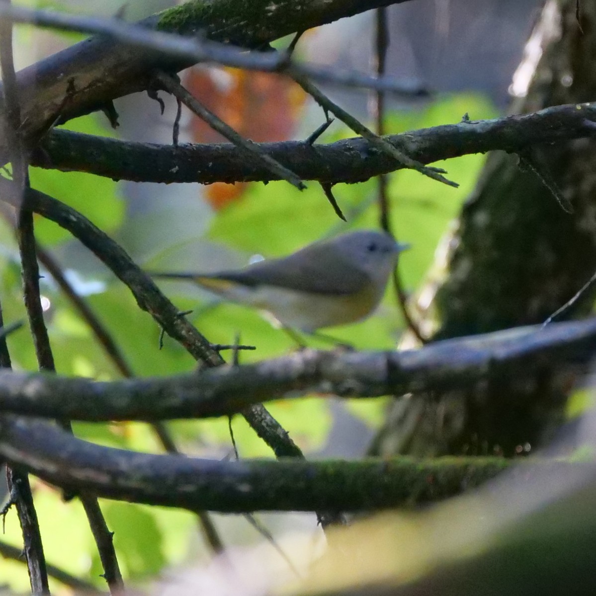 American Redstart - ML351619621