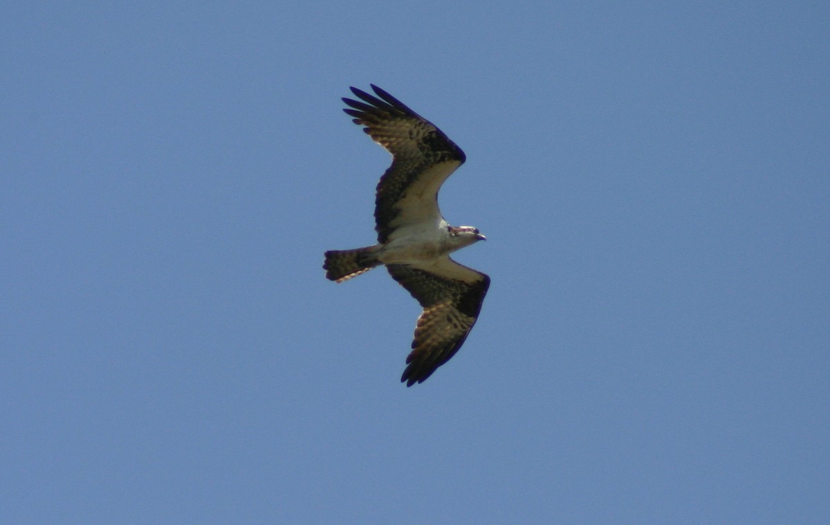 Osprey - David  Clark