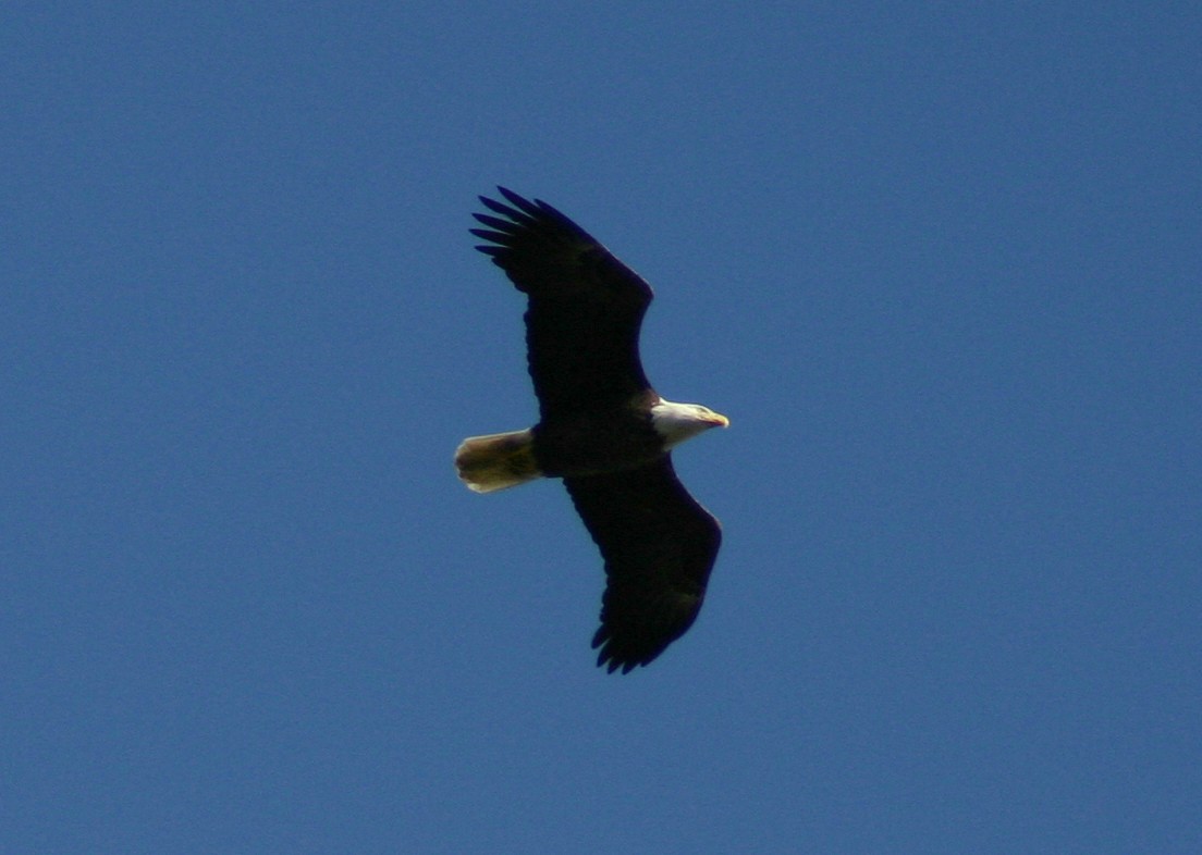 Bald Eagle - David  Clark