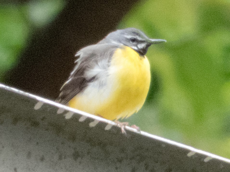 Gray Wagtail - ML351621501