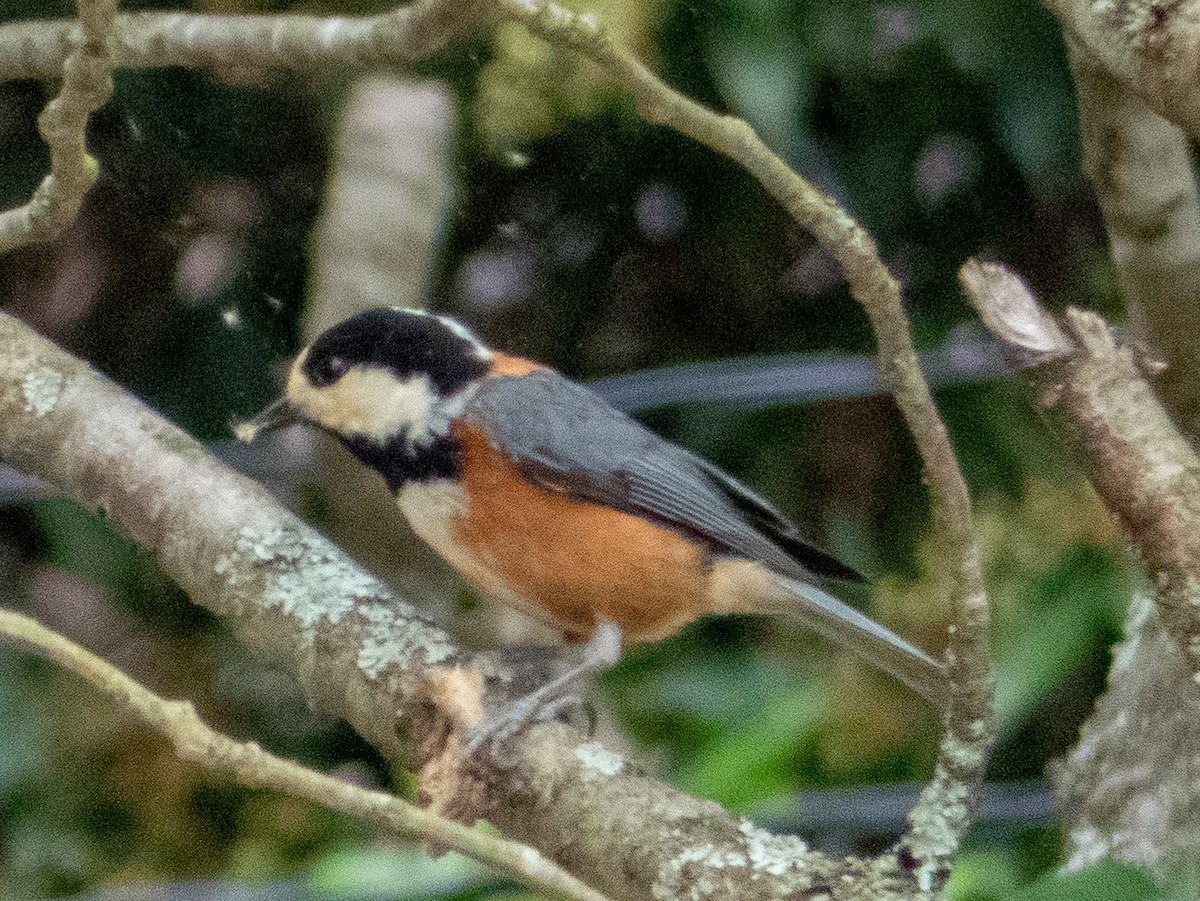 Varied Tit - ML351621561