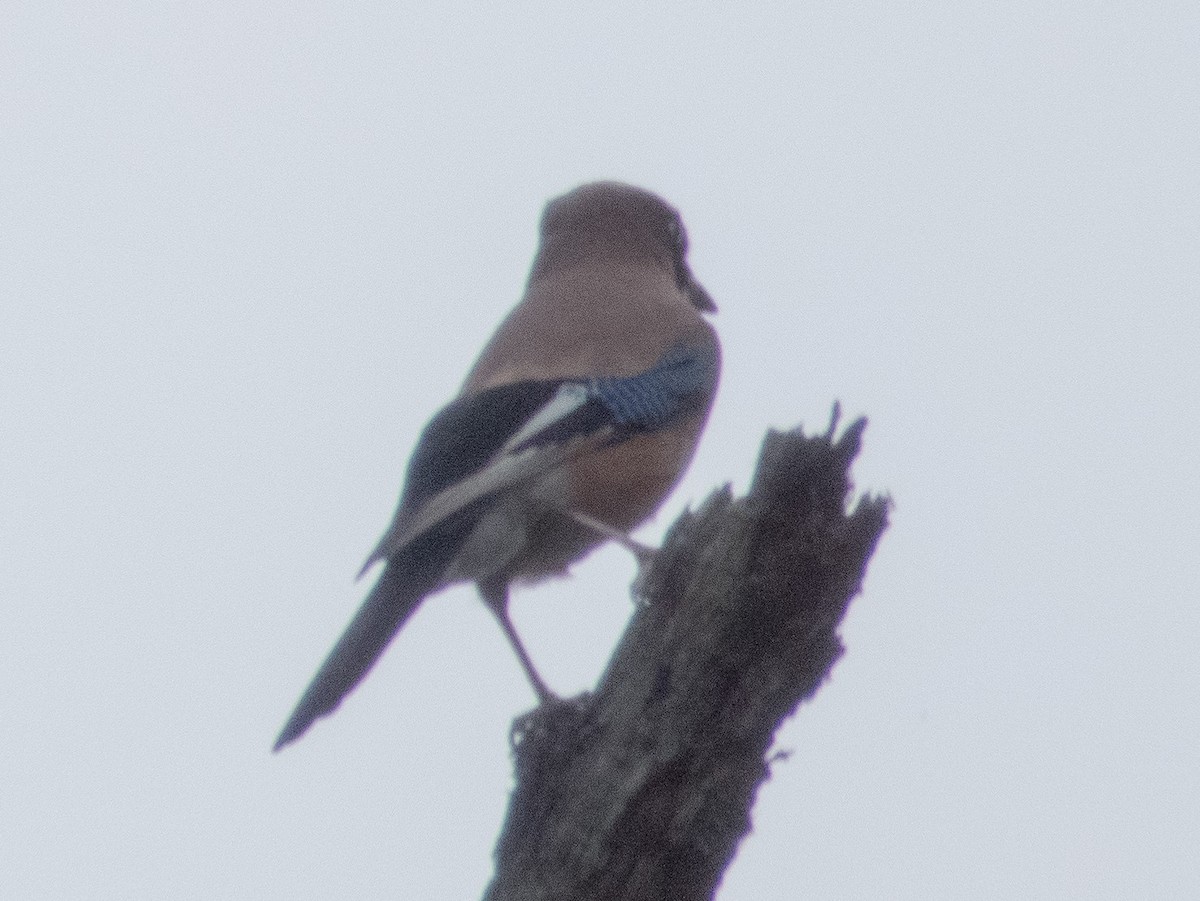 Eurasian Jay - ML351621581