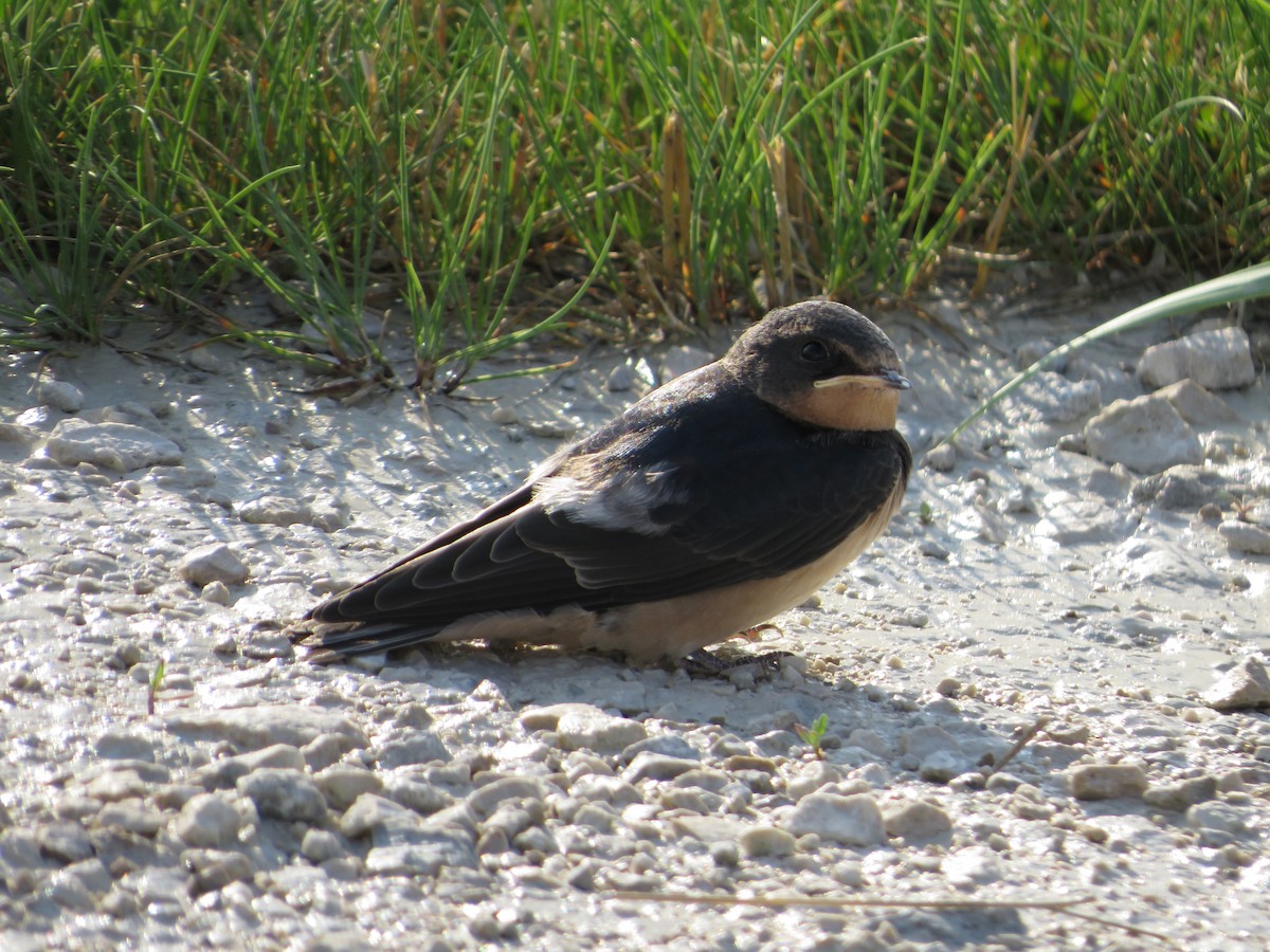 Golondrina Común - ML351622111