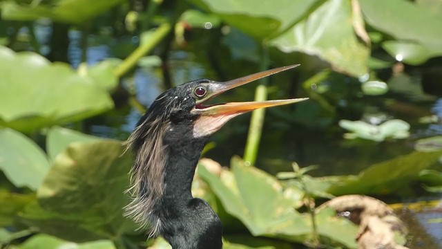 Anhinga d'Amérique - ML351622301