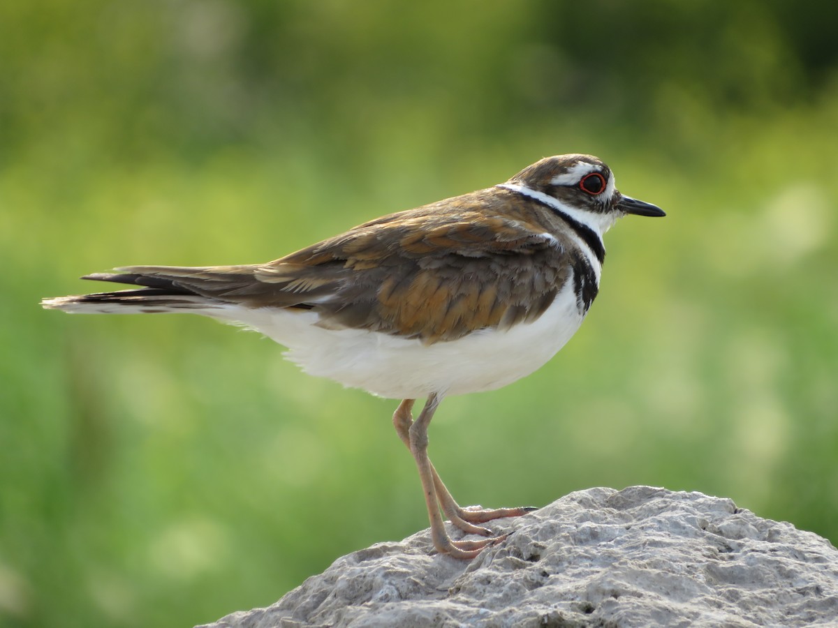 Killdeer - ML351622441