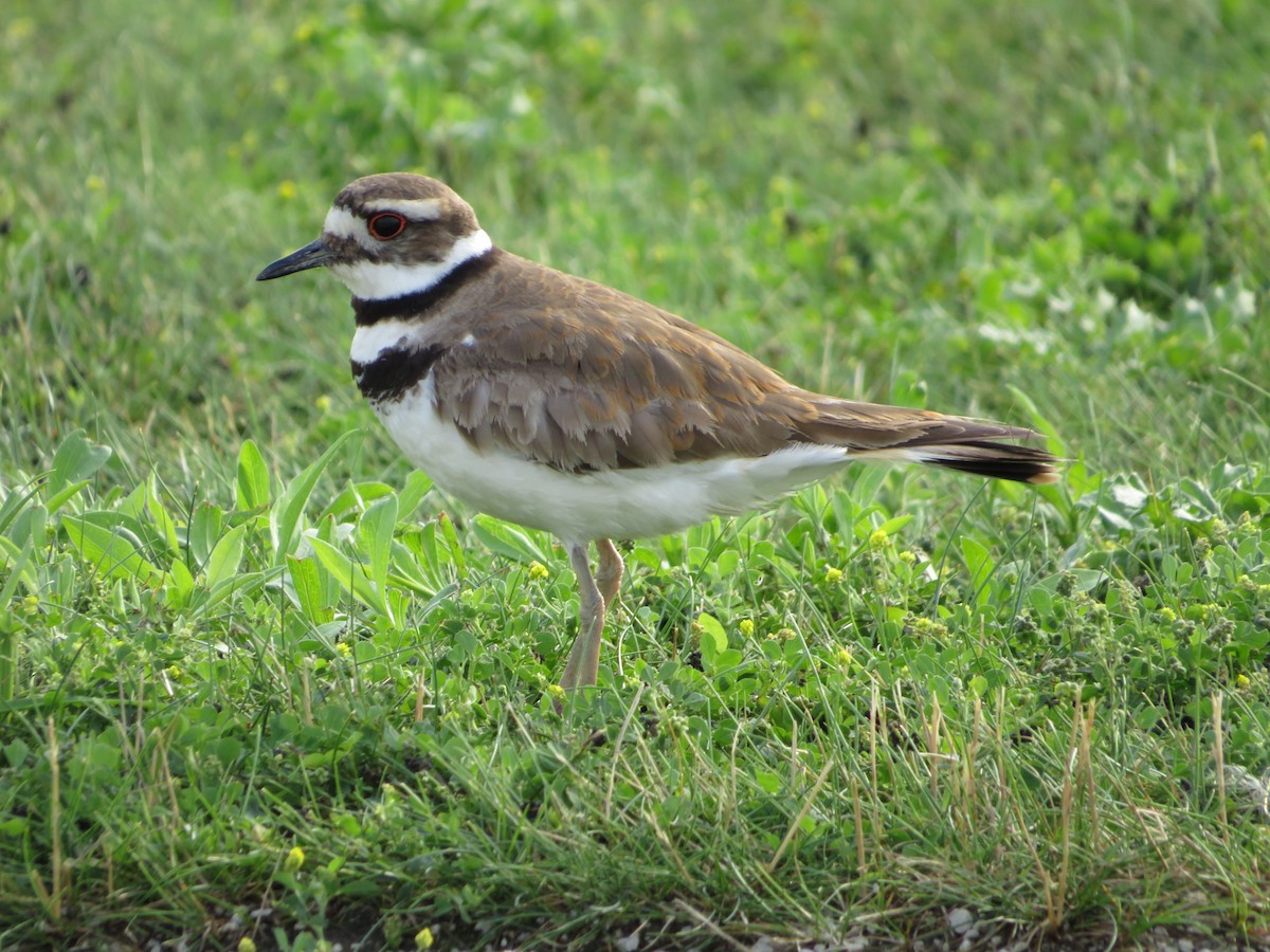 Killdeer - ML351622471