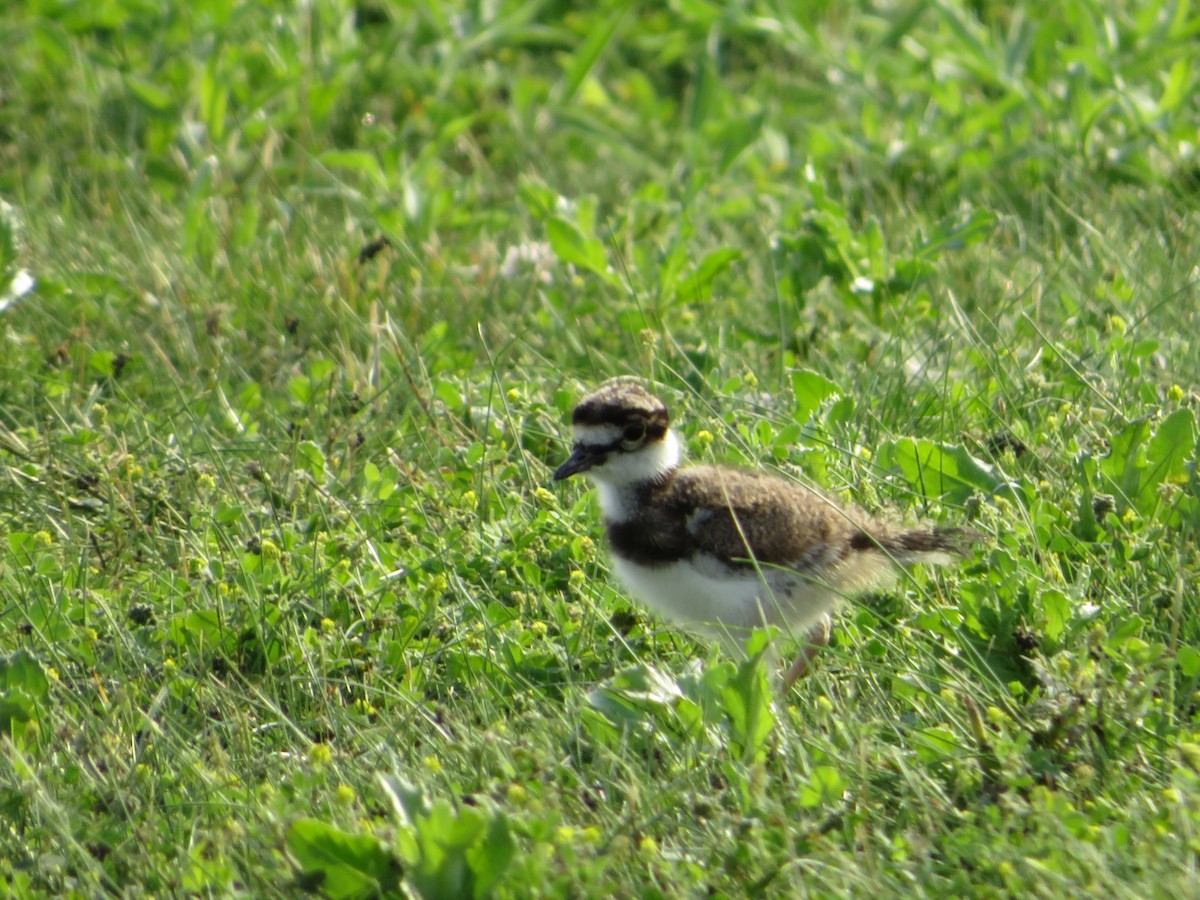 Killdeer - ML351622491