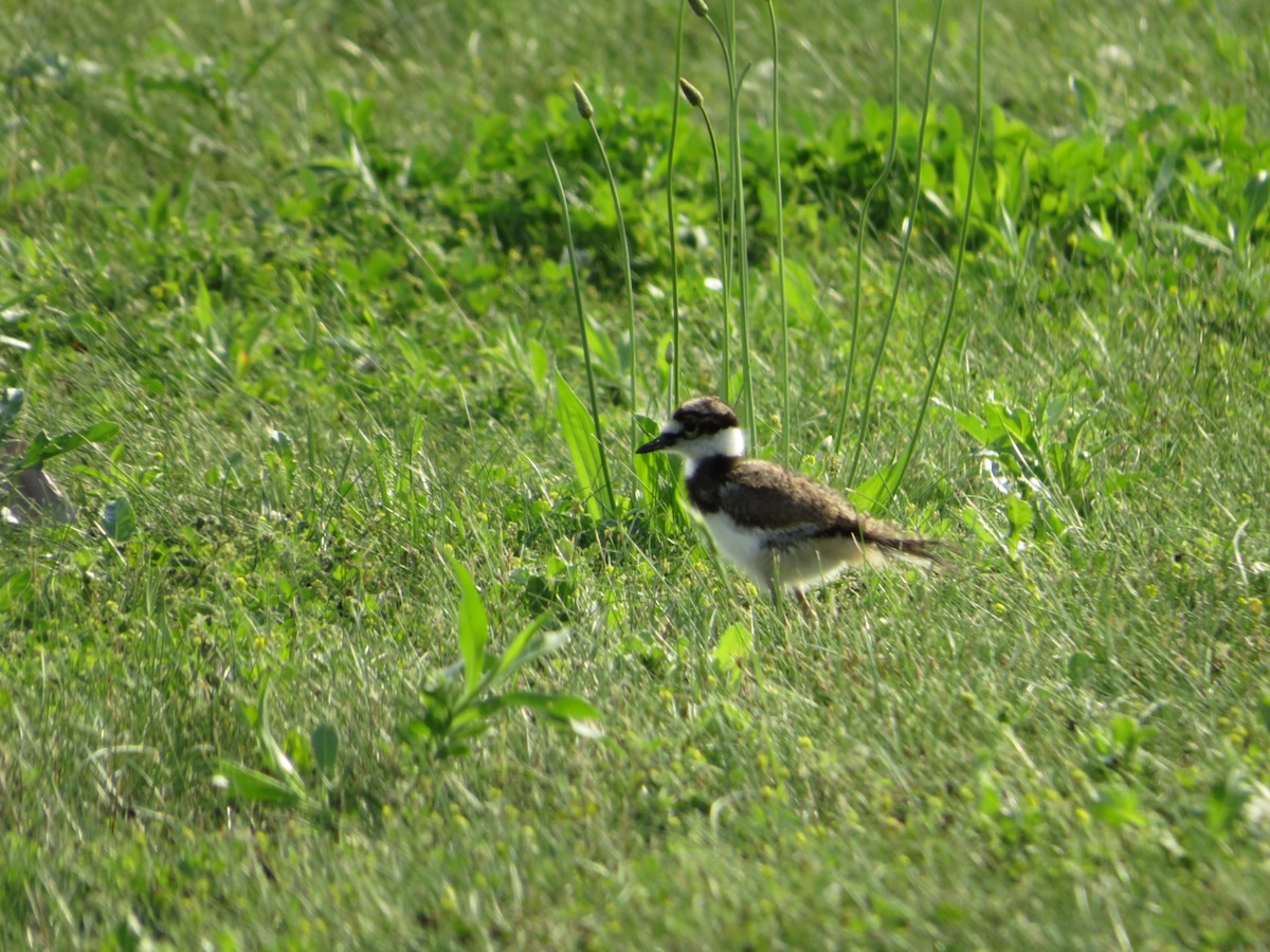 Killdeer - ML351622631