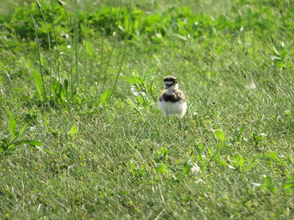 Killdeer - ML351622701