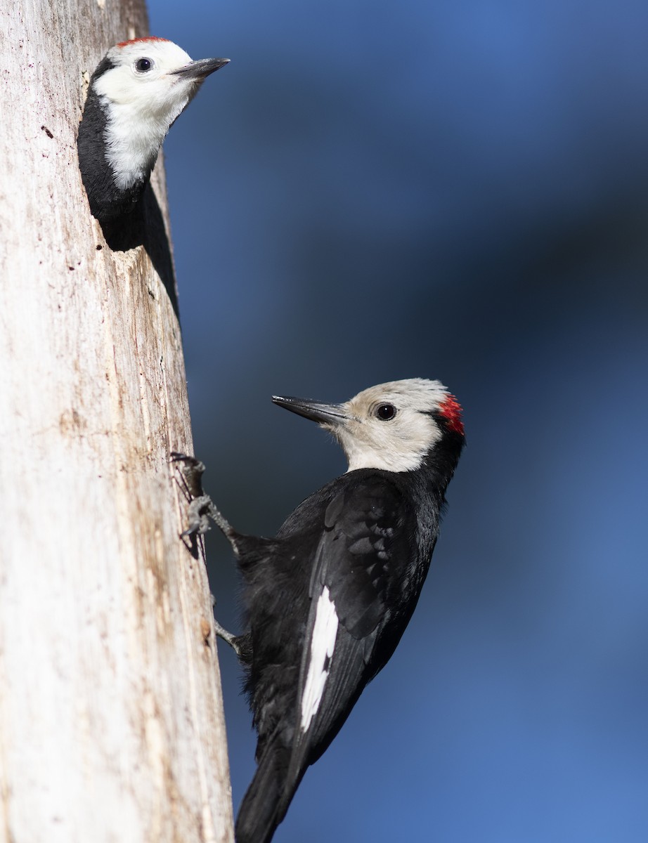 White-headed Woodpecker - ML351623511