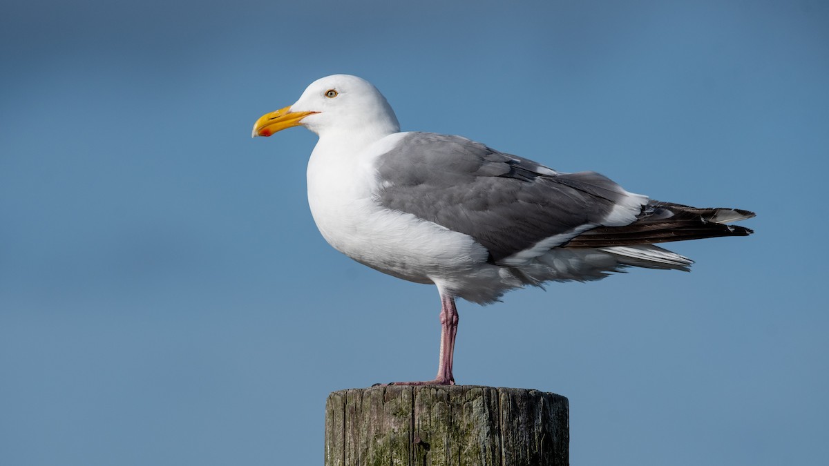 Western Gull - ML351624571