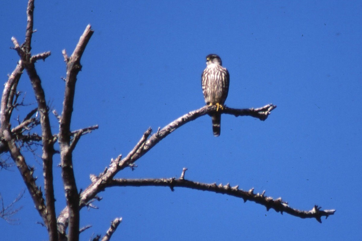 Merlin - David  Clark