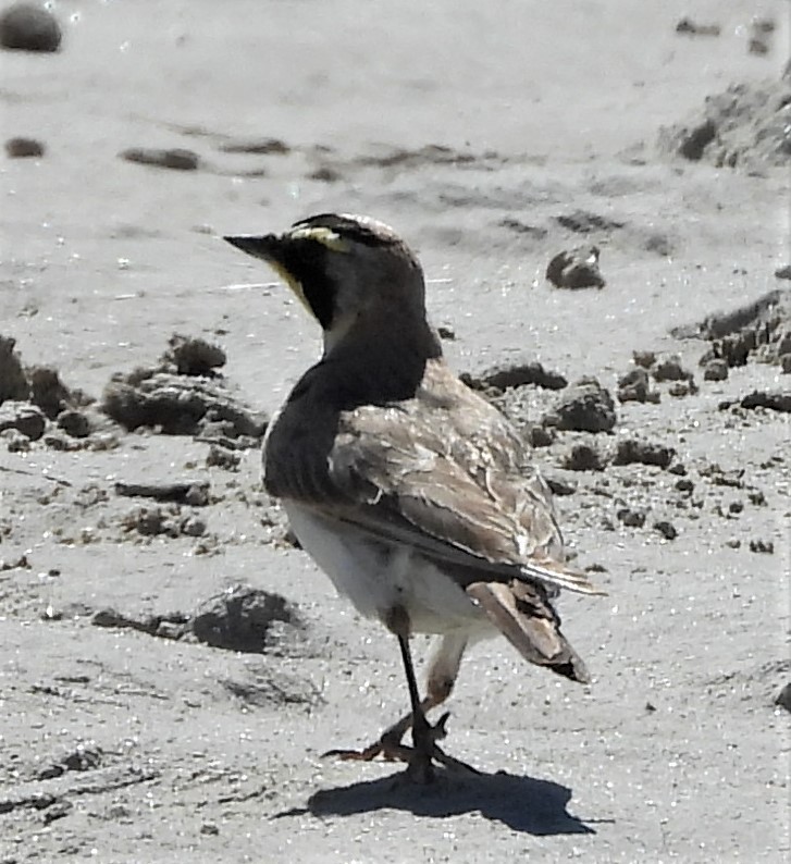 Horned Lark - ML351625231