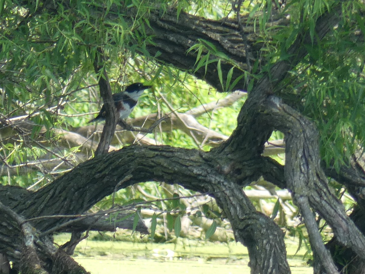 Belted Kingfisher - ML351625241