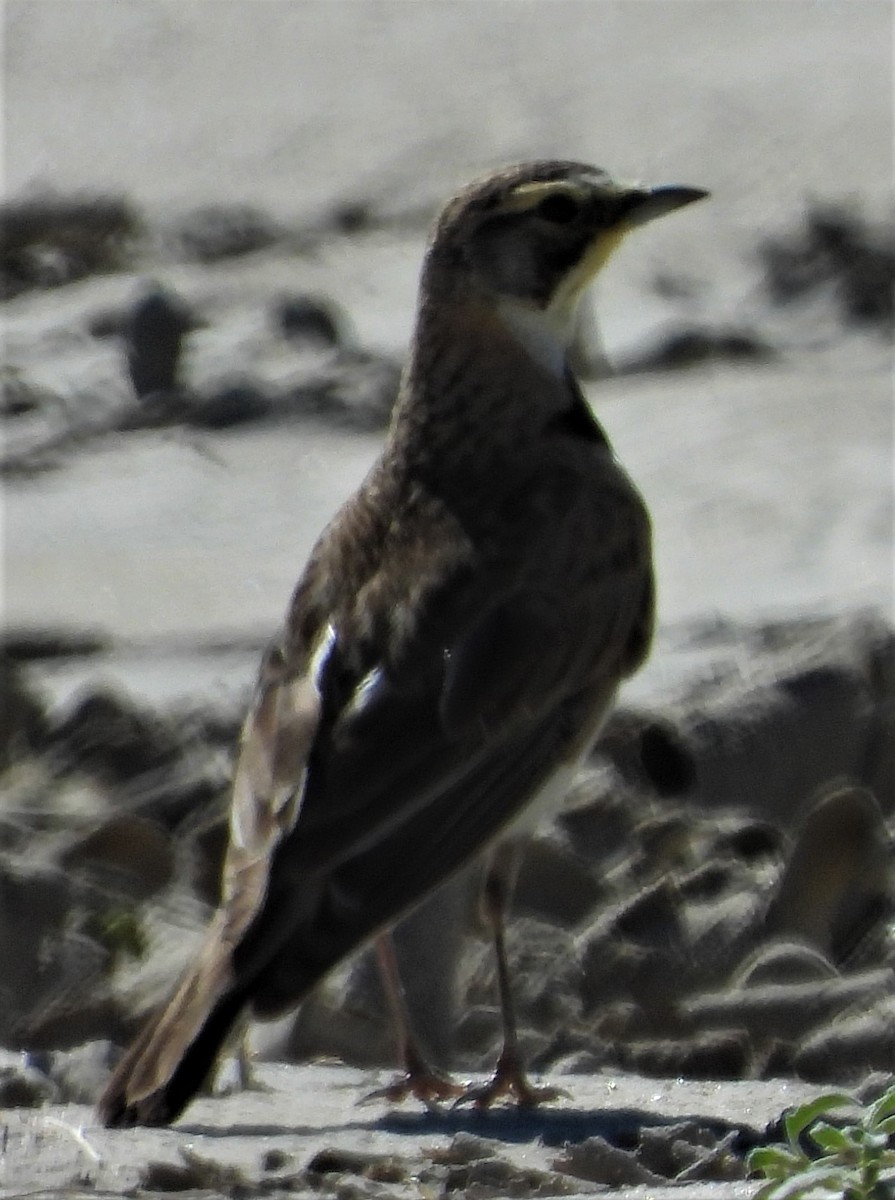 Horned Lark - ML351625251