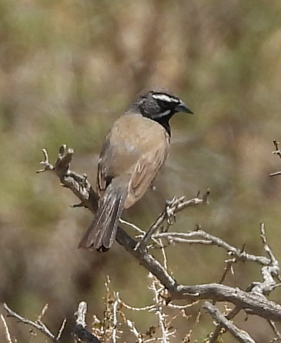 Black-throated Sparrow - ML351625591