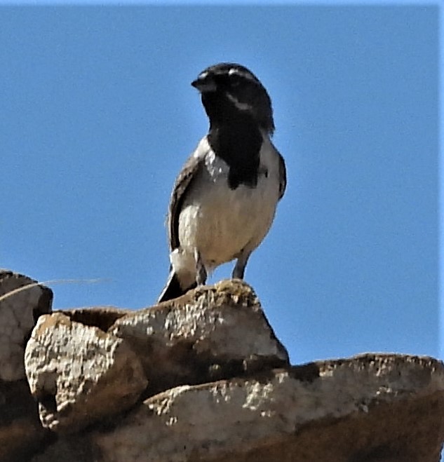 Black-throated Sparrow - ML351625601